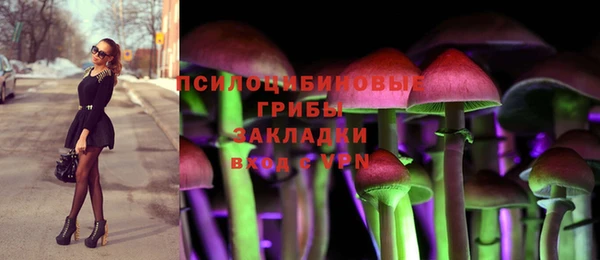 стаф Аркадак